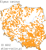 wystepowanie - Elymus caninus (perz psi)