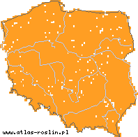 wystepowanie - Elymus repens (perz właściwy)