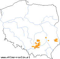 wystepowanie - Elymus hispidus ssp. barbulatus (perz siny szczeciniasty)