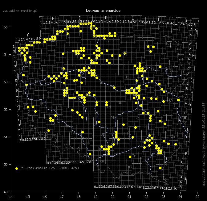 wystepowanie - Leymus arenarius (wydmuchrzyca piaskowa)