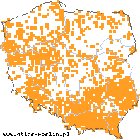 wystepowanie - Brachypodium sylvaticum (kłosownica leśna)