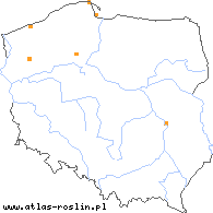 wystepowanie - Hordeum secalinum (jęczmień żytni)