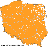 wystepowanie - Lolium perenne (życica trwała)