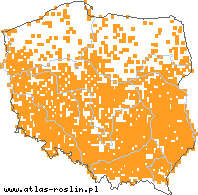 wystepowanie - Setaria pumila (włośnica sina)