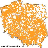 wystepowanie - Alopecurus geniculatus (wyczyniec kolankowy)