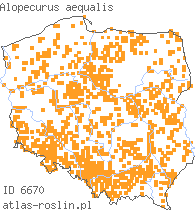 wystepowanie - Alopecurus aequalis (wyczyniec czerwonożółty)