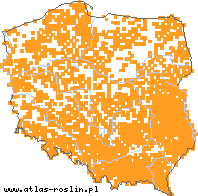 wystepowanie - Melica nutans (perłówka zwisła)