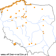 wystepowanie - Ammophila arenaria (piaskownica zwyczajna)