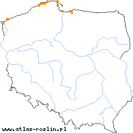 wystepowanie - Calammophila baltica (trzcinnikownica nadbrzeżna)