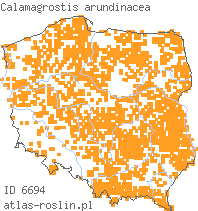wystepowanie - Calamagrostis arundinacea (trzcinnik leśny)