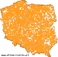 wystepowanie - Phalaris arundinacea (mozga trzcinowata)