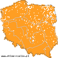 wystepowanie - Agrostis capillaris (mietlica pospolita)