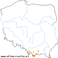 wystepowanie - Dactylis glomerata ssp. slovenica (kupkówka pospolita słowacka)