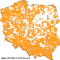 wystepowanie - Milium effusum (prosownica rozpierzchła)