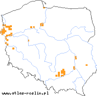 wystepowanie - Stipa capillata (ostnica włosowata)