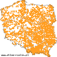 wystepowanie - Danthonia decumbens (izgrzyca przyziemna)