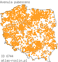 wystepowanie - Avenula pubescens (owsica omszona)