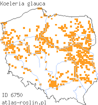 wystepowanie - Koeleria glauca (strzęplica sina)