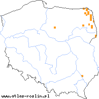 wystepowanie - Trisetum sibiricum (konietlica syberyjska)