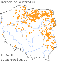 wystepowanie - Hierochloe australis (turówka leśna)