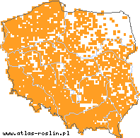 wystepowanie - Holcus mollis (kłosówka miękka)