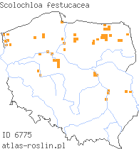 wystepowanie - Scolochloa festucacea (skolochloa trzcinowata)