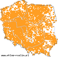 wystepowanie - Bromus inermis (stokłosa bezostna)