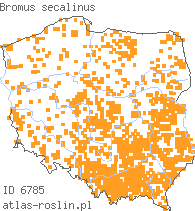 wystepowanie - Bromus secalinus (stokłosa żytnia)