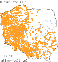 wystepowanie - Bromus sterilis (stokłosa płonna)