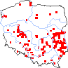 wystepowanie - Bromus japonicus (stokłosa japońska)