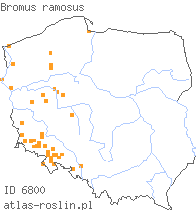 wystepowanie - Bromus ramosus (stokłosa gałęzista)