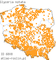 wystepowanie - Glyceria notata (manna fałdowana)