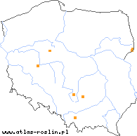 wystepowanie - Glyceria striata (manna prążkowana)