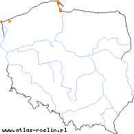 wystepowanie - Puccinellia maritima (mannica nadmorska)