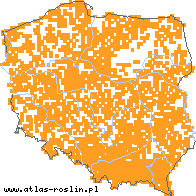 wystepowanie - Festuca gigantea (kostrzewa olbrzymia)