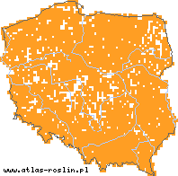 wystepowanie - Festuca pratensis (kostrzewa łąkowa)