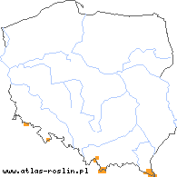 wystepowanie - Festuca airoides (kostrzewa niska)