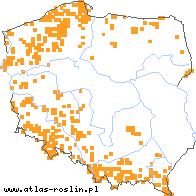 wystepowanie - Festuca altissima (kostrzewa leśna)