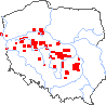 wystepowanie - Festuca amethystina (kostrzewa ametystowa)