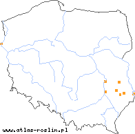 wystepowanie - Festuca makutrensis (kostrzewa makutrzańska)