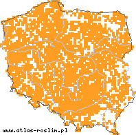 wystepowanie - Festuca ovina agg. (kostrzewa owcza agg.)