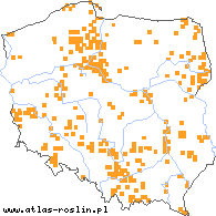wystepowanie - Festuca ovina s.str. (kostrzewa owcza s.str.)