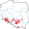 wystepowanie - Festuca pallens (kostrzewa blada)