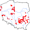 wystepowanie - Festuca psammophila (kostrzewa piaskowa)