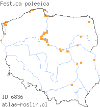 wystepowanie - Festuca polesica (kostrzewa poleska)