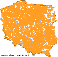 wystepowanie - Festuca rubra agg. (kostrzewa czerwona agg.)