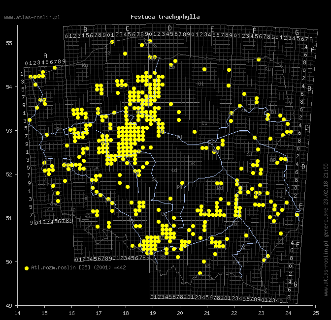 wystepowanie - Festuca trachyphylla (kostrzewa murawowa)