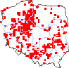 wystepowanie - Festuca trachyphylla (kostrzewa murawowa)