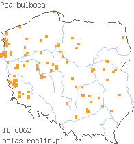 wystepowanie - Poa bulbosa (wiechlina cebulkowata)