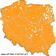 wystepowanie - Poa pratensis (wiechlina łąkowa)